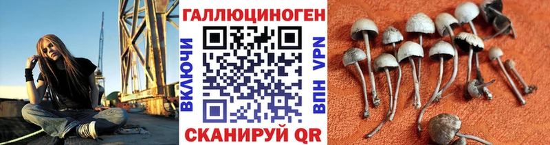 Псилоцибиновые грибы Cubensis  Райчихинск 